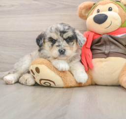 6 week old Mini Huskydoodle Puppy For Sale - Windy City Pups