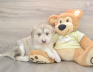 5 week old Mini Huskydoodle Puppy For Sale - Windy City Pups