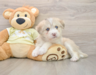 5 week old Mini Huskydoodle Puppy For Sale - Windy City Pups