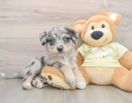 5 week old Mini Huskydoodle Puppy For Sale - Windy City Pups