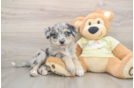 Best Mini Huskydoodle Baby