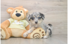 Mini Huskydoodle Puppy for Adoption
