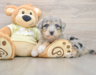 5 week old Mini Huskydoodle Puppy For Sale - Windy City Pups