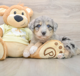 9 week old Mini Huskydoodle Puppy For Sale - Windy City Pups