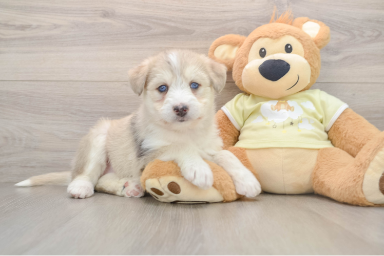 Cute Husky Poo Poodle Mix Puppy