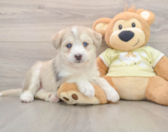 6 week old Mini Huskydoodle Puppy For Sale - Windy City Pups
