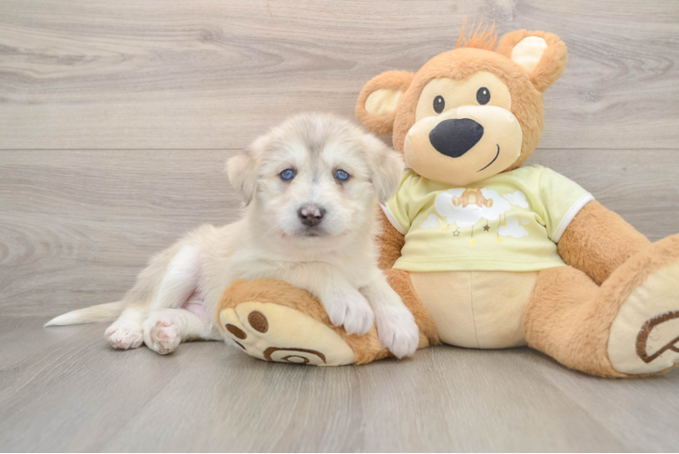 Cute Mini Huskydoodle Poodle Mix Pup