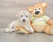6 week old Mini Huskydoodle Puppy For Sale - Windy City Pups