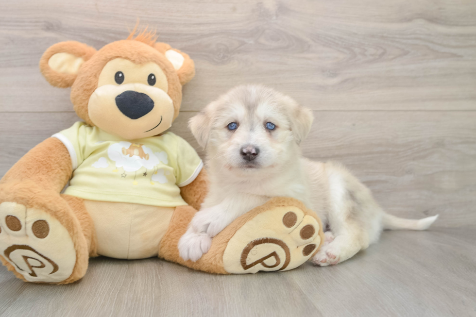 Mini Huskydoodle Puppy for Adoption