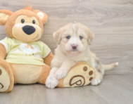 7 week old Mini Huskydoodle Puppy For Sale - Windy City Pups