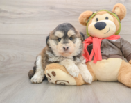 6 week old Mini Huskydoodle Puppy For Sale - Windy City Pups