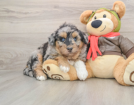 6 week old Mini Huskydoodle Puppy For Sale - Windy City Pups