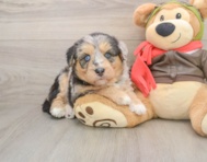 5 week old Mini Huskydoodle Puppy For Sale - Windy City Pups