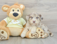 8 week old Mini Huskydoodle Puppy For Sale - Windy City Pups