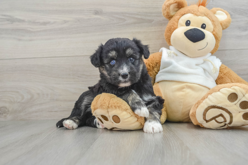 8 week old Mini Huskydoodle Puppy For Sale - Windy City Pups