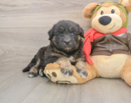 5 week old Mini Huskydoodle Puppy For Sale - Windy City Pups