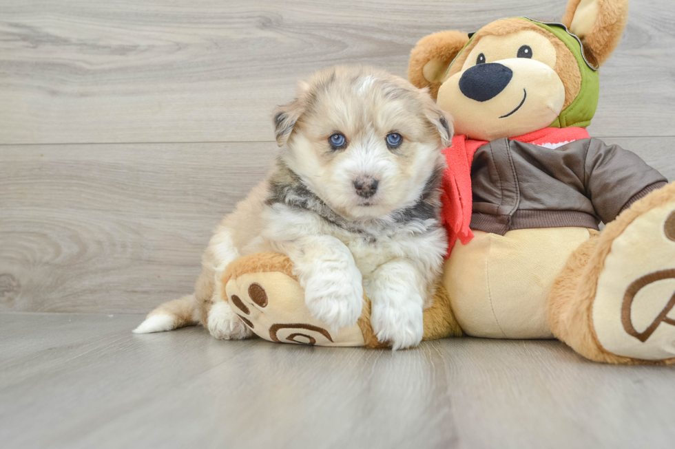 Mini Huskydoodle Pup Being Cute