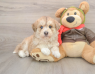 5 week old Mini Huskydoodle Puppy For Sale - Windy City Pups