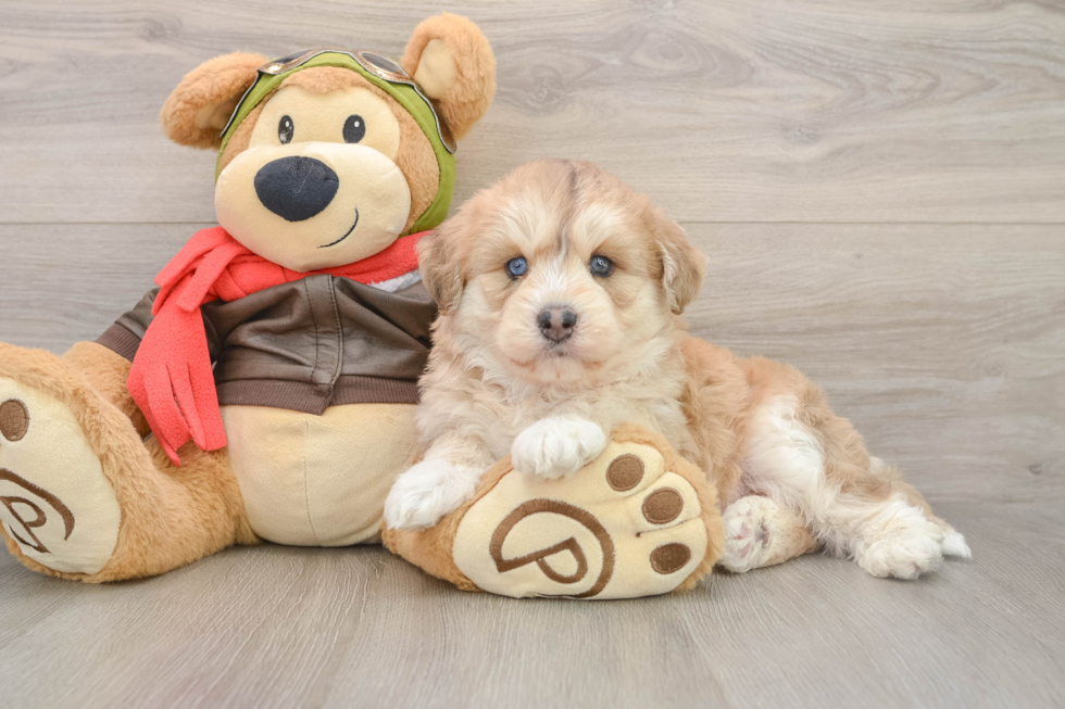 Cute Husky Poodle Poodle Mix Puppy