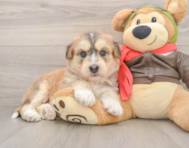 5 week old Mini Huskydoodle Puppy For Sale - Windy City Pups