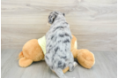 Mini Huskydoodle Pup Being Cute