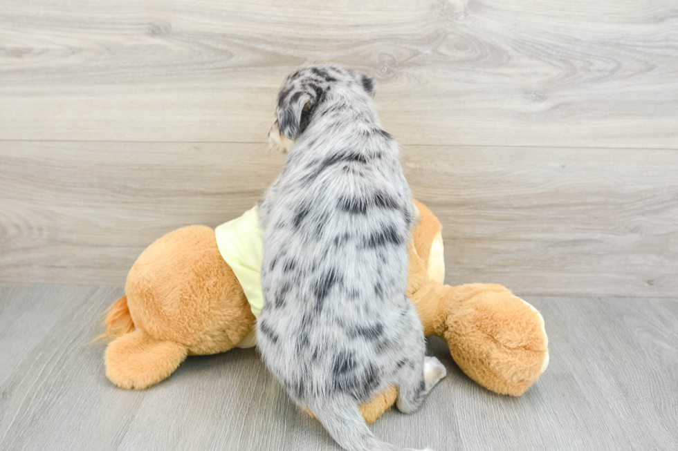 Mini Huskydoodle Pup Being Cute
