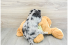 Cute Mini Huskydoodle Baby