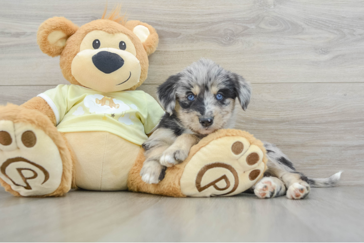 Cute Mini Huskydoodle Baby