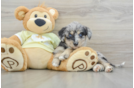 Cute Mini Huskydoodle Baby