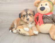 5 week old Mini Huskydoodle Puppy For Sale - Windy City Pups