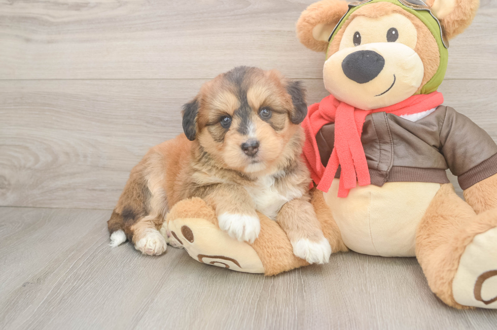 6 week old Mini Huskydoodle Puppy For Sale - Windy City Pups