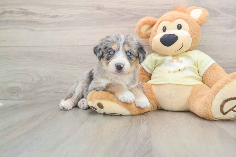 Cute Mini Huskydoodle Poodle Mix Pup