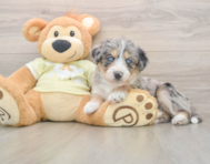 8 week old Mini Huskydoodle Puppy For Sale - Windy City Pups