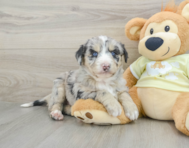 8 week old Mini Huskydoodle Puppy For Sale - Windy City Pups