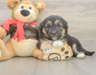 5 week old Mini Huskydoodle Puppy For Sale - Windy City Pups