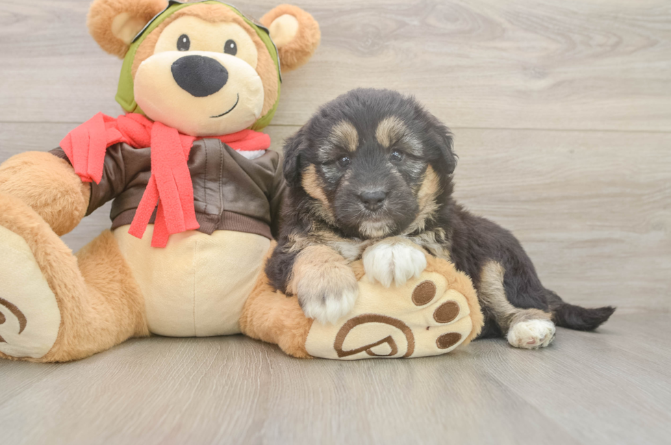 6 week old Mini Huskydoodle Puppy For Sale - Windy City Pups