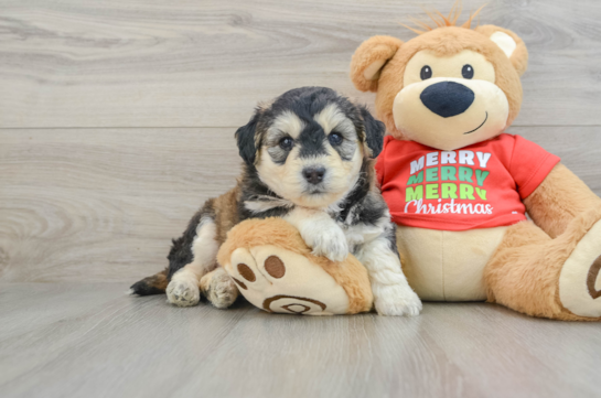 Cute Mini Huskydoodle Poodle Mix Pup