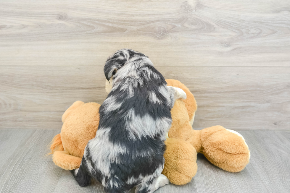 Mini Huskydoodle Pup Being Cute