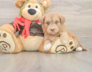 8 week old Mini Huskydoodle Puppy For Sale - Windy City Pups