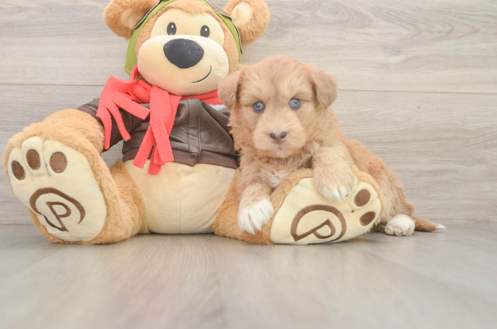 6 week old Mini Huskydoodle Puppy For Sale - Windy City Pups