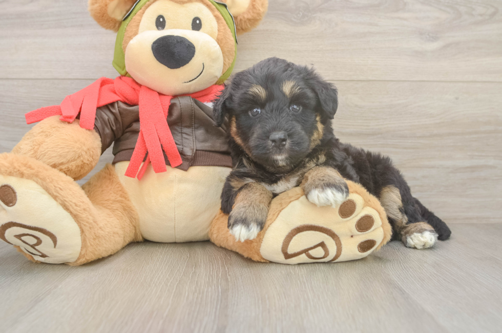 6 week old Mini Huskydoodle Puppy For Sale - Windy City Pups