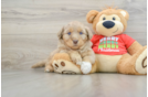 Cute Siberpoo Poodle Mix Puppy