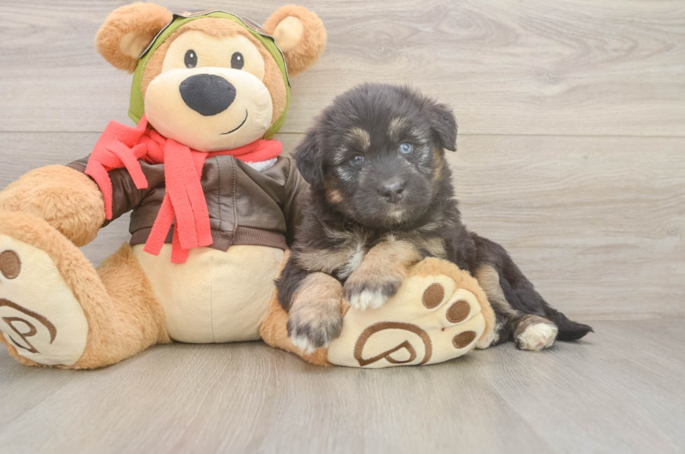 6 week old Mini Huskydoodle Puppy For Sale - Windy City Pups
