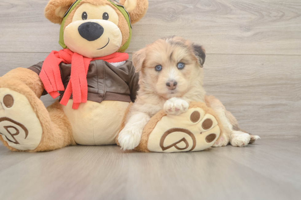 6 week old Mini Huskydoodle Puppy For Sale - Windy City Pups
