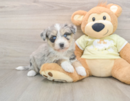 8 week old Mini Huskydoodle Puppy For Sale - Windy City Pups