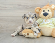 8 week old Mini Huskydoodle Puppy For Sale - Windy City Pups
