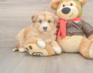 8 week old Mini Huskydoodle Puppy For Sale - Windy City Pups