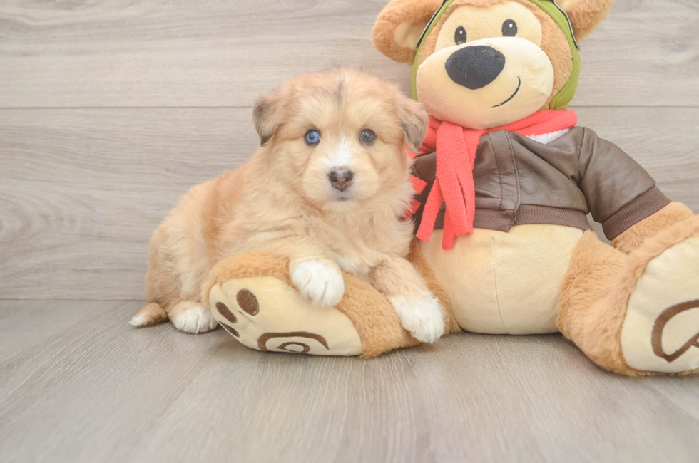 6 week old Mini Huskydoodle Puppy For Sale - Windy City Pups