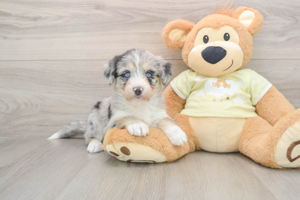 Cute Mini Huskydoodle Poodle Mix Pup