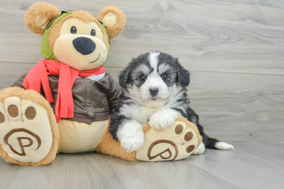 Cute Siberpoo Poodle Mix Puppy